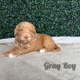 Gray Boy - Red male Bernedoodle puppy in Modesto, California from Two Doods Doodles