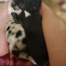 Australian Shepherd Puppies from Summit Australian Shepherds