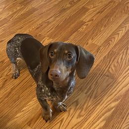 Theo - Dachshund
