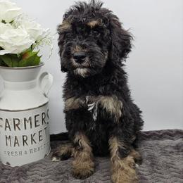 Cosmos - Phantom male Bernedoodle puppy in Granton, Wisconsin from Rose River Farms