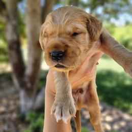 TigerClaw - Dark golden male Golden Retriever puppy in Calimesa, California from Coppertown Retrievers