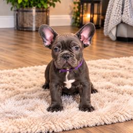 Purple collar female - Blue fawn female French Bulldog puppy in Easton, Pennsylvania from Luna’s puppies