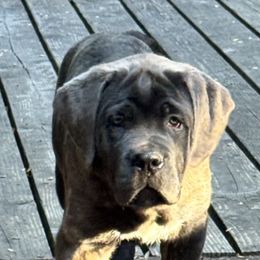 Purple - Gray brindle female Cane Corso puppy in Pollock Pines, California from Capitol City Cane Corso
