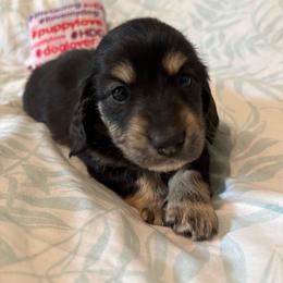 Lucy - Black and cream female Dachshund puppy in New Smyrna Beach, Florida from J & L Mini D’s