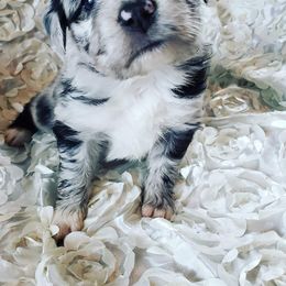 Australian Shepherd Puppies from Diamond Aussies N the Rough