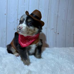 Jack - Blue merle male Australian Shepherd puppy in Vacaville, California from Cowtown Aussies