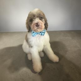 Light blue collar - Parti male Goldendoodle puppy in Sanderson, Florida from Serenity Goldendoodles