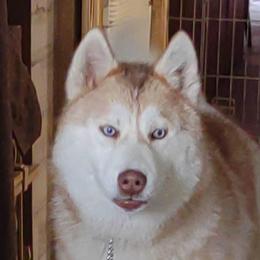 Susie Q - Siberian Husky