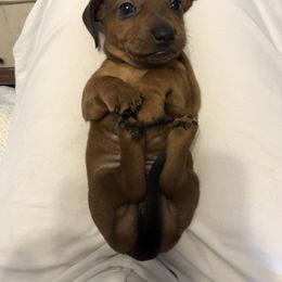 Girl 3 - Chocolate Dachshund puppy in Baton Rouge, Louisiana from Carmen Coon's Dachshunds