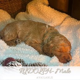 Rudolph - Apricot male Goldendoodle puppy in Augusta, Maine from Bridgewood Doodle Farm LLC.