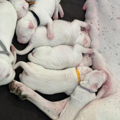 Dogo Argentino Puppies from Fates Legacy Kennels