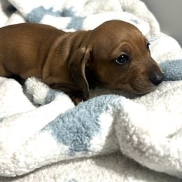 Dachshund Puppies from Dachshund world