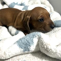 Dachshund Puppies from Dachshund world