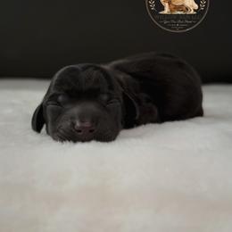 Jett - Black male Dachshund puppy in Lumber City, Georgia from Willow Run LLC