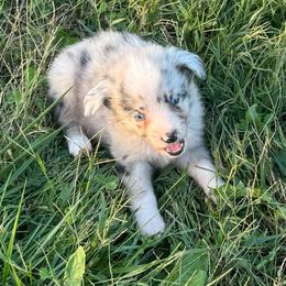 Rex - Blue merle male Miniature Australian Shepherd puppy in Stuart, Iowa from Arbor Hill Aussies