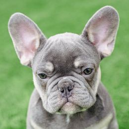 French Bulldogs from Plus Ultra Bulldogs