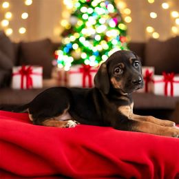 Landry - Black female Catahoula Leopard Dog puppy in Cottonwood, California from Cottonwood Creek Catahoula’s