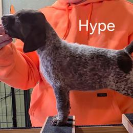 Hype - Lime girl - Liver and white female German Shorthaired Pointer puppy in Kenai, Alaska from LakeHaus Kennels