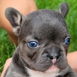 French Bulldog and Rottweiler Puppies from Rott'N'Frenchies