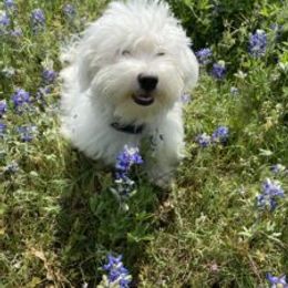 Endora - Havanese
