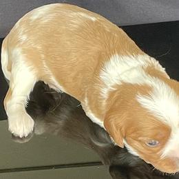 Cavalier King Charles Spaniel Puppies from Misty Meadow Cavaliers