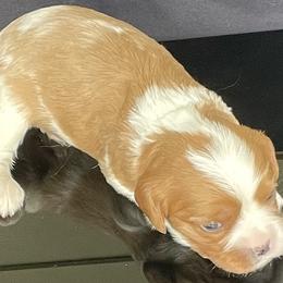 Cavalier King Charles Spaniel Puppies from Misty Meadow Cavaliers