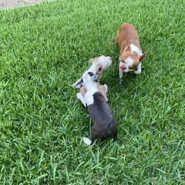 Boston Terrier Puppies from Isela Diaz