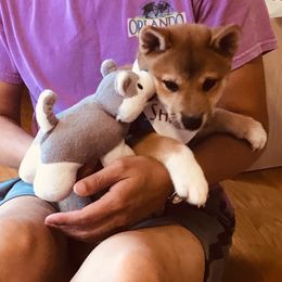 Shiba Inu Puppies from Tired Iron Shibas