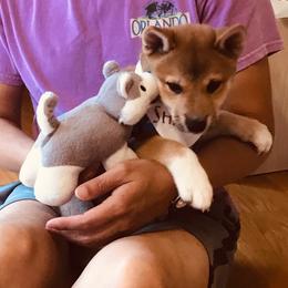 Shiba Inu Puppies from Tired Iron Shibas