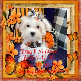 Tessa F Maltese - White female Maltese puppy in Silverhill, Alabama from Malteseuluv’s Tiny Treasurers