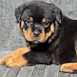 GIRL 4 - Black and mahogany female Rottweiler puppy in Holts Summit, Missouri from Hurleyhaus Rottweilers