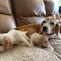 Lady Mae - Beagle