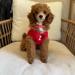 Achilles - Poodle
