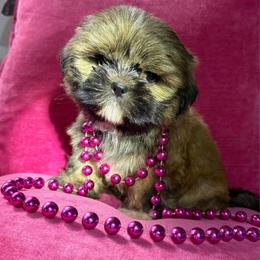 Maisie - Sable female Shih Tzu puppy in Taylorsville, North Carolina from Feather & Tail Acres