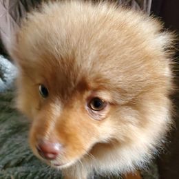 Pumpkin - Pomeranian