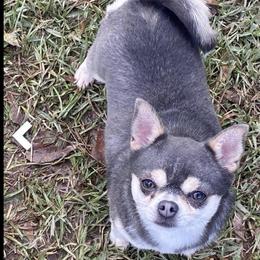 Noelle - Chihuahua