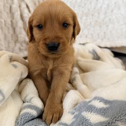 Blue Color Puppy - Dark golden male Golden Retriever puppy in Loma Rica, California from BloomingPuppies