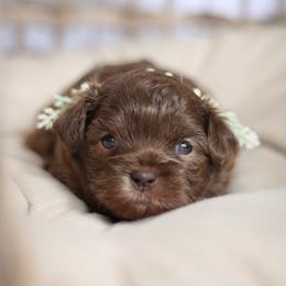 Bria - Liver female Shihpoo puppy in Nickelsville, Virginia from The Teddybear Shihpoo