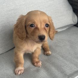 Navy - Red female Dachshund puppy in Allenhurst, Georgia from B’s Dapper Dachshunds