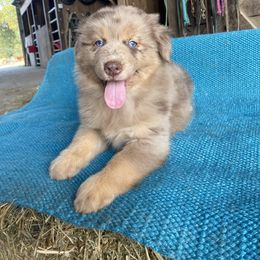 Rowdy - Red merle male Australian Shepherd puppy in Whitwell, Tennessee from Owl Hollow Farm