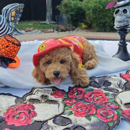 Levi - Red male Cavapoo puppy in Dallas, Texas from Halo's Heroes Doodles