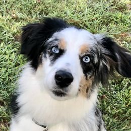 Aussiedoodles from Shai’s Mini Aussiedoodles