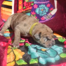 Fawn Merle Female Yellow Collar - Merlequin female Great Dane puppy in Alvarado, Texas from Texas Blue Danes