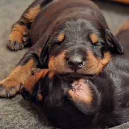 Doberman Pinscher puppies from Becken Dobermans
