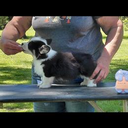 Laurie -on hold- - Black and tan female Pembroke Welsh Corgi puppy in St Clair, Missouri from A Spot Of Blue Great Danes/ Marshland Corgis