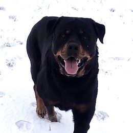 Dodge - Rottweiler