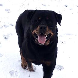 Dodge - Rottweiler