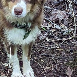 Miniature American Shepherd and Toy Australian Shepherd Puppies from Talatigi Aussies