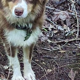 Miniature American Shepherd and Toy Australian Shepherd Puppies from Talatigi Aussies