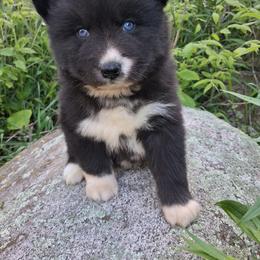 Disciple - Black male Siberian Husky puppy in West Liberty, Ohio from Skyfallsiberians